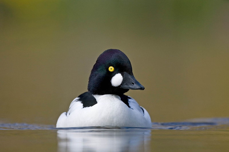 Goldeneye (Bucephala clangula) male on water, England A male common goldeneye duck with a striking yellow eye and a glossy black head, floats serenely on calm water, its black and white plumage sharply c