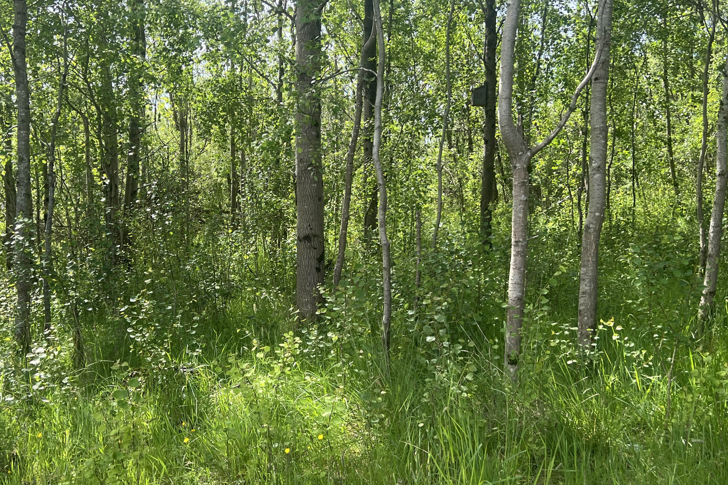A sunlit forest scene with slender trees and vibrant green foliage. Sunlight filters through the canopy, casting dappled shadows on the dense undergro