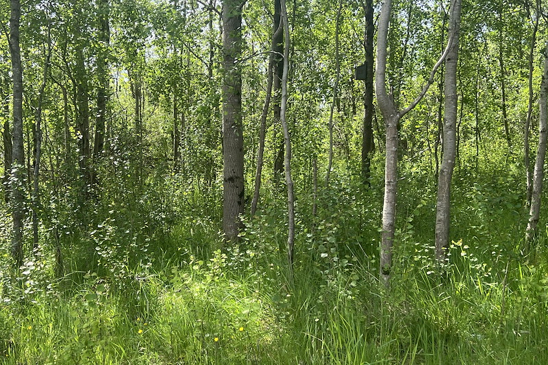 A sunlit forest scene with slender trees and vibrant green foliage. Sunlight filters through the canopy, casting dappled shadows on the dense undergro