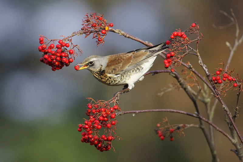 Fieldfare Turdus pilaris adult feeding on rowan berries. Scotland. November A fieldfare bird perched on a branch with clusters of vibrant red berries, holding a berry in its beak. The bird's plumage is a mix of brown and grey,