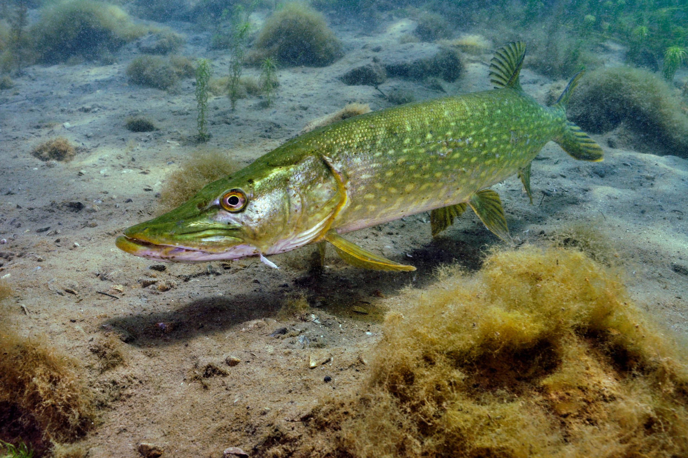 A pike swims close to the sandy, plant-covered bottom of a freshwater environment. Its elongated, green body is speckled with yellowish spots, blendin