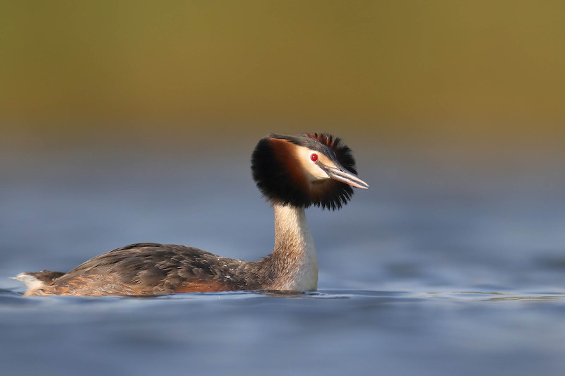 Great crested grebe9234 Apr18 Great crested grebe swimming in calm blue water with striking orange and black plumage surrounding its head.