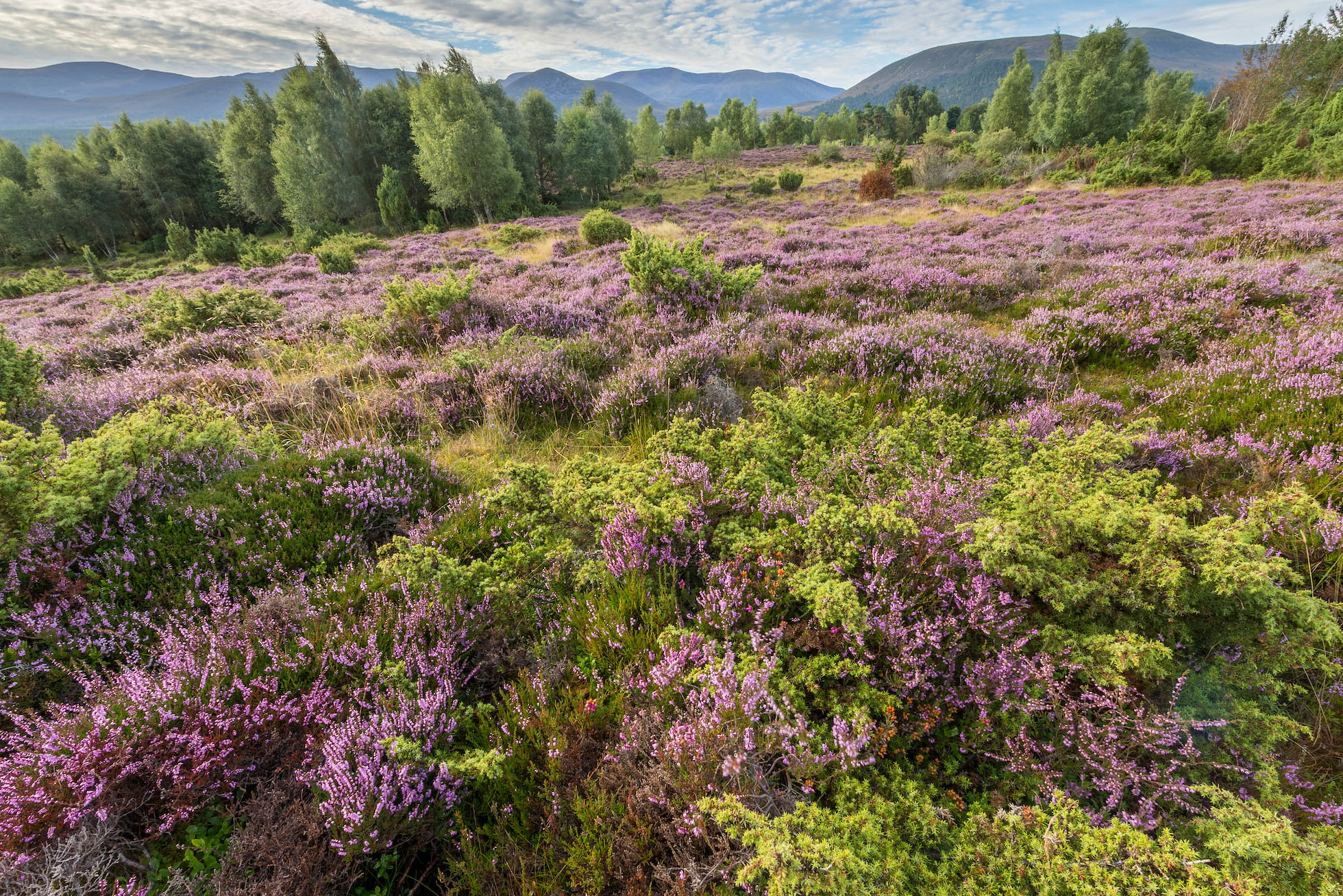 Heather (Calluna vulgaris) and juniper (Juniperus communis), August, Cairngorms National Park, Scotland, UK
