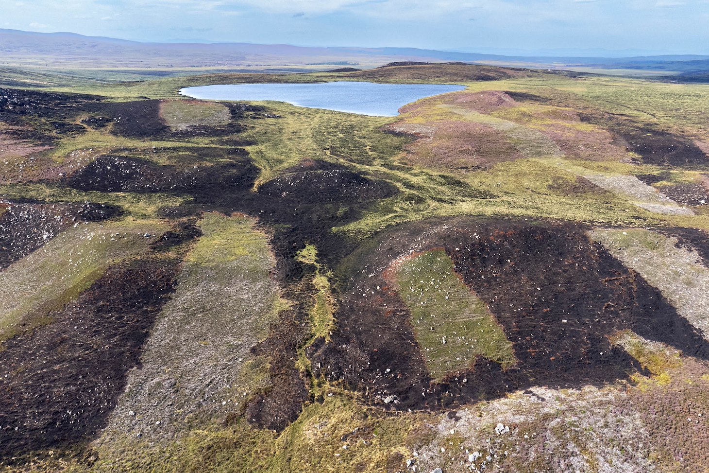 A patchwork of muirburn showing patches that were burnt in an uncontrolled wildfire near Carrbridge in July 2025