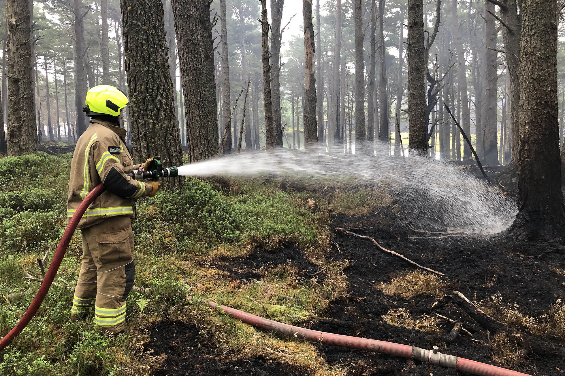 A firefighter using a hose to spray water on burnt ground in a pine forest. Glenmore-Strathnethy wildfire. Cairngorms, Scotland, July 2026.