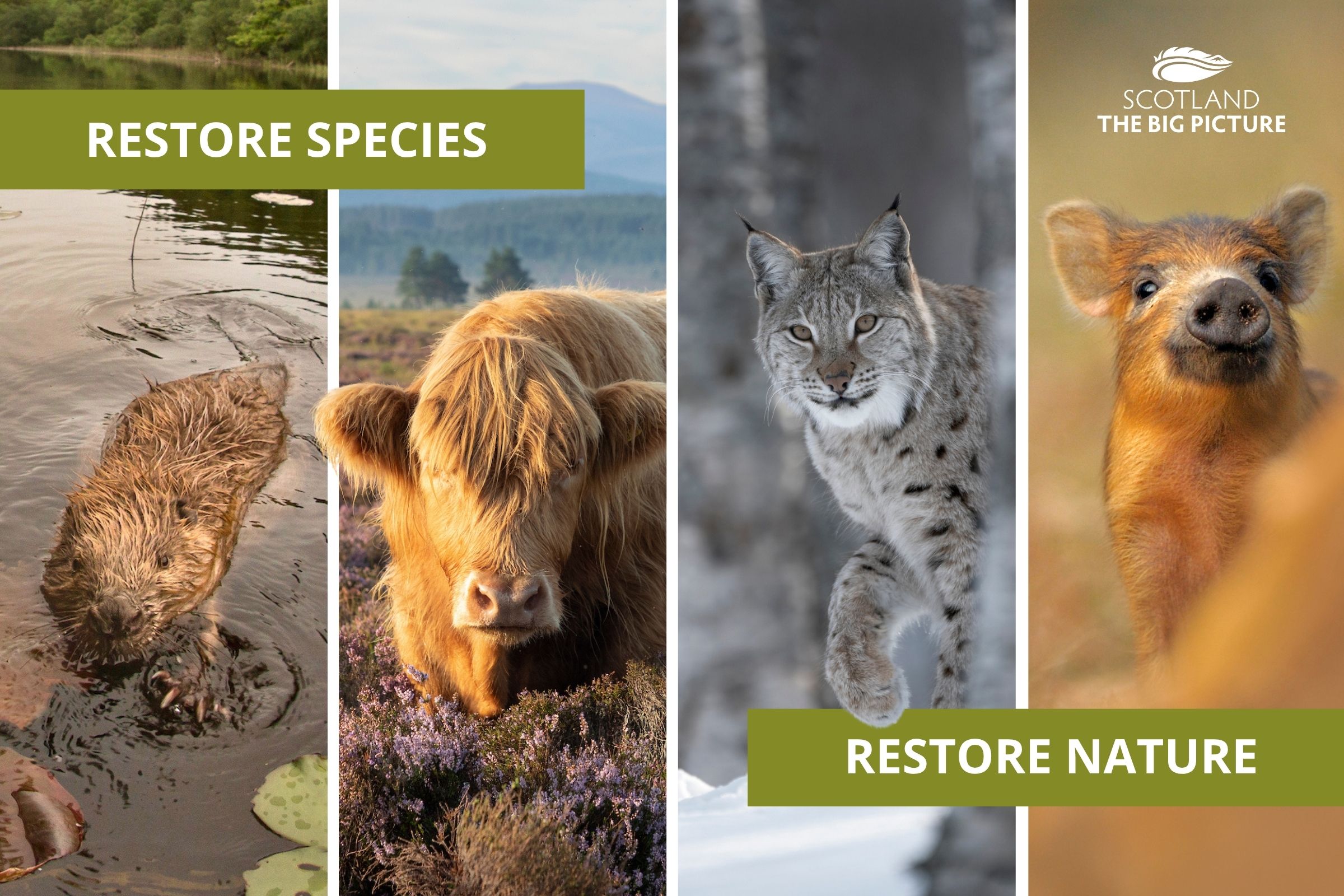 Support our Restore Species, Restore Nature appeal