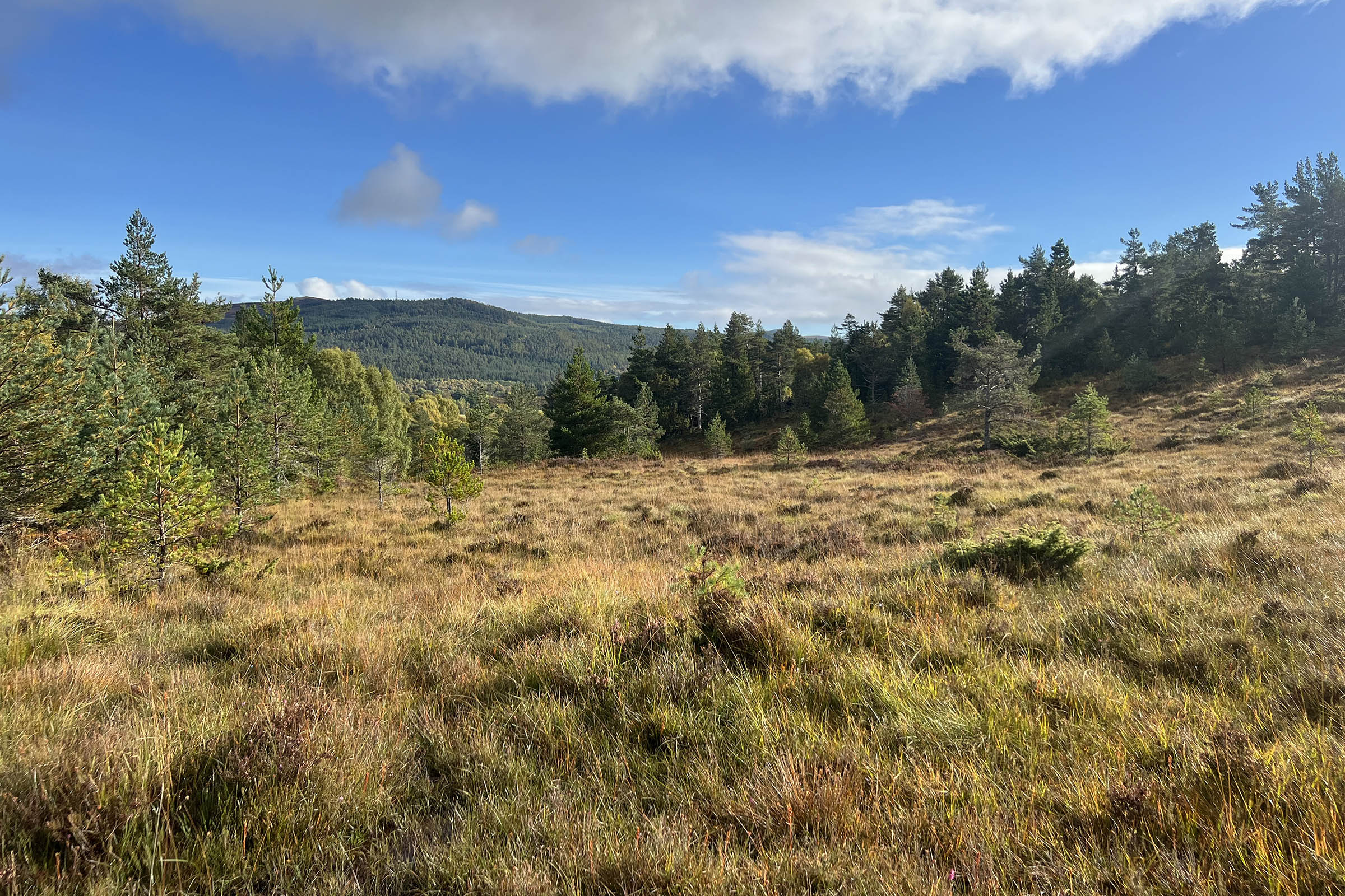 Northwoods partner: Tigh Coille Chromaig