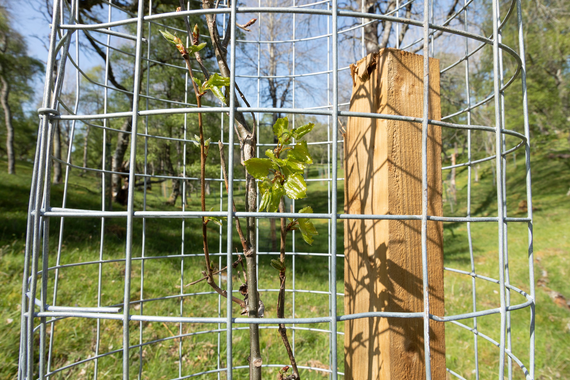 Aspen sucker from parent tree protected from browsing with wire netting, Cairngorms National Park, Scotland